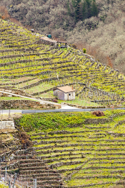 西班牙加利西亚的Ribeira sacra葡萄园和酒窖。